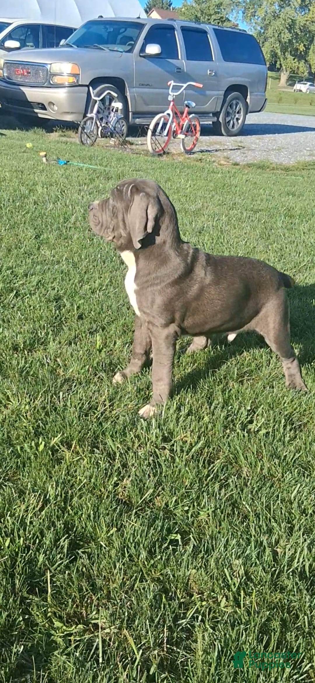 Cane Corso dogs Champ - Ad 1
