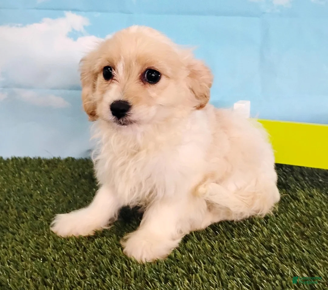 Cavachon dogs for sale: Cooper - Ad 5