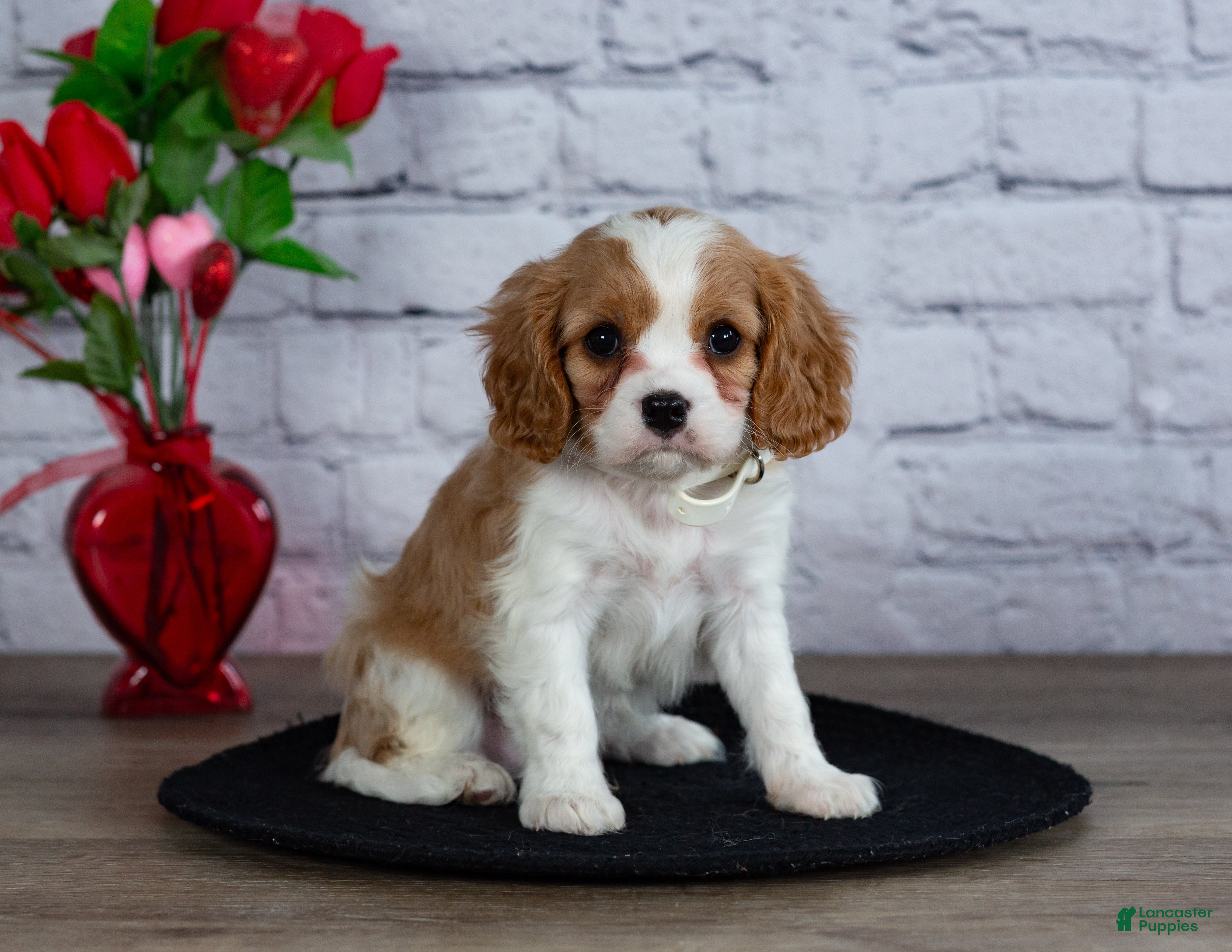 Cavalier King Charles Spaniel dogs Loyal - Ad 7