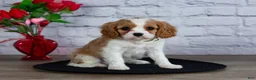 Cavalier King Charles Spaniel dogs for sale: Loyal - Ad 1