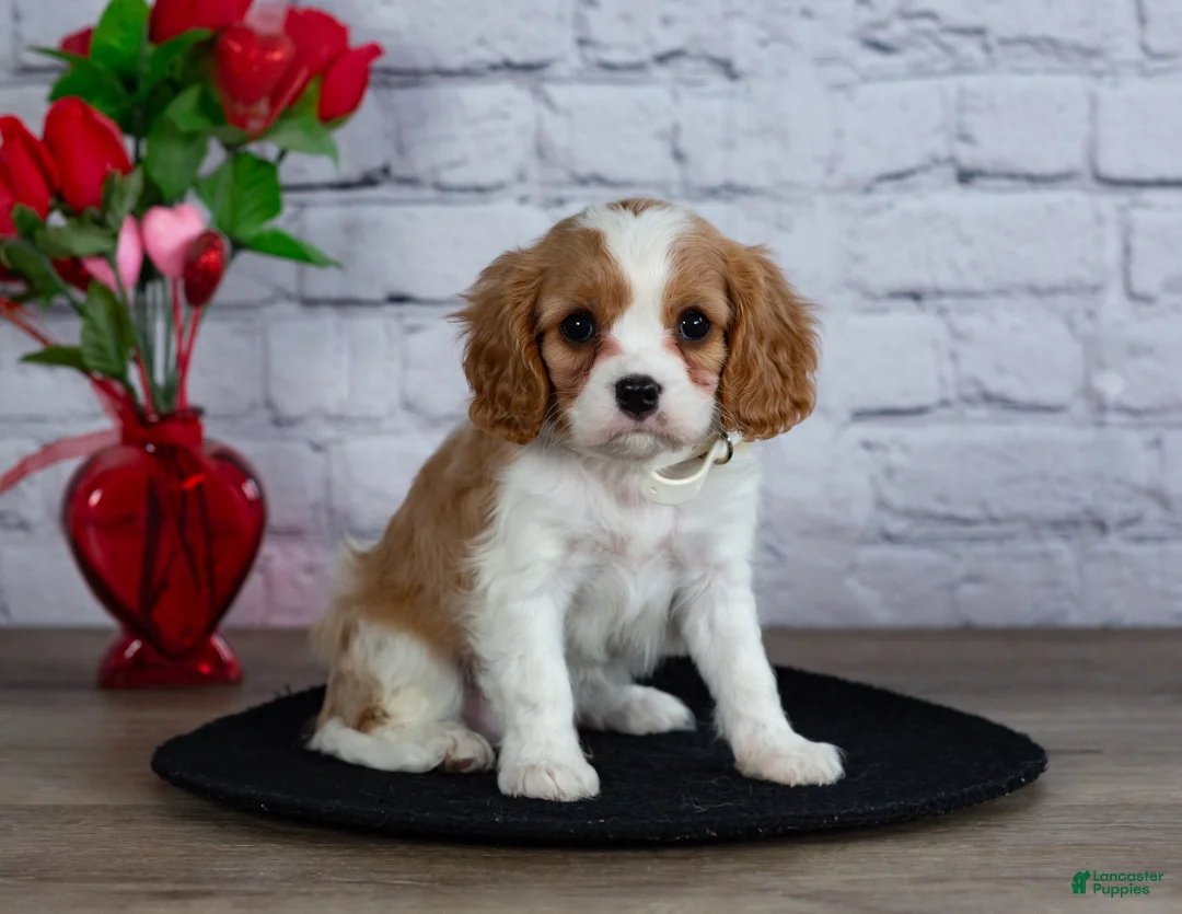 Cavalier King Charles Spaniel dogs for sale: Loyal - Ad 1