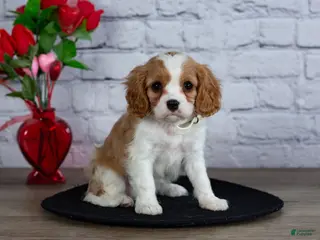 Cavalier King Charles Spaniel dogs Loyal - Ad 7
