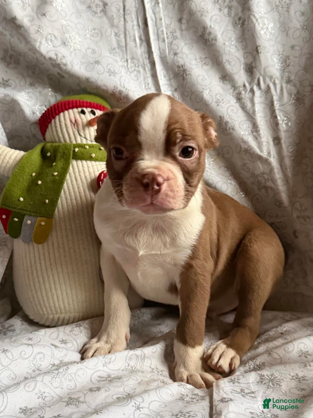 Boston Terrier dogs for sale: Milo - Ad 2
