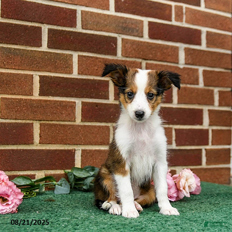 Shetland Sheepdog dogs Winnie - Ad 23
