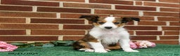 Shetland Sheepdog dogs for sale: Winnie - Ad 1