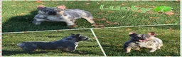 French Bulldog dogs for sale: Flash - Ad 5
