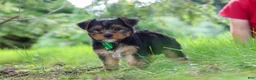 Yorkshire Terrier dogs for sale: Bobby - Ad 9