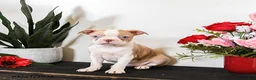 Boston Terrier dogs for sale: Chloe - Ad 1