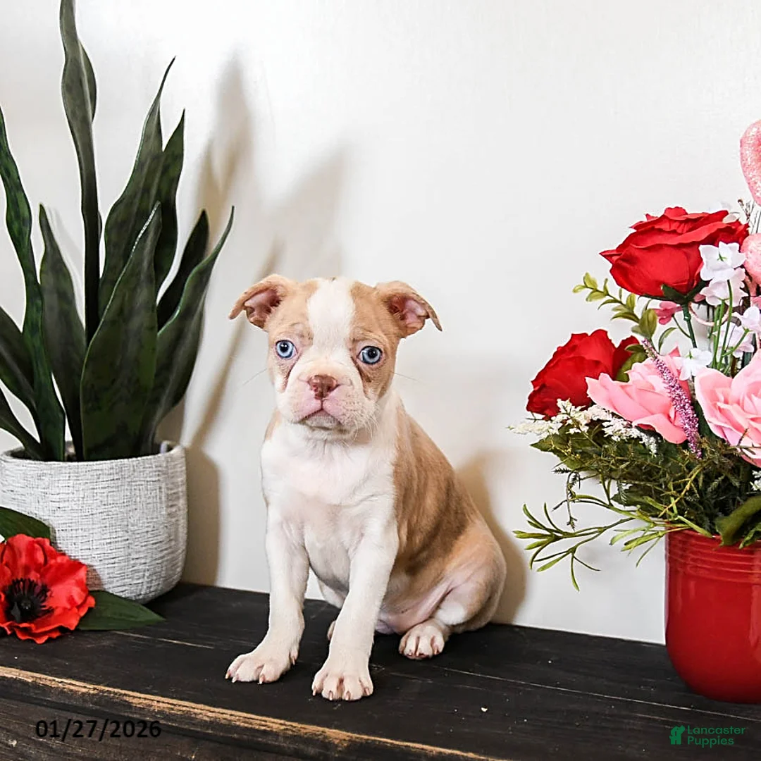 Boston Terrier dogs for sale: Chloe - Ad 1