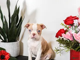 Boston Terrier dogs for sale: Chloe - Ad 3