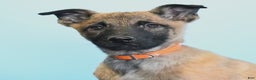 Belgian Malinois dogs for sale: Polly  - Ad 4