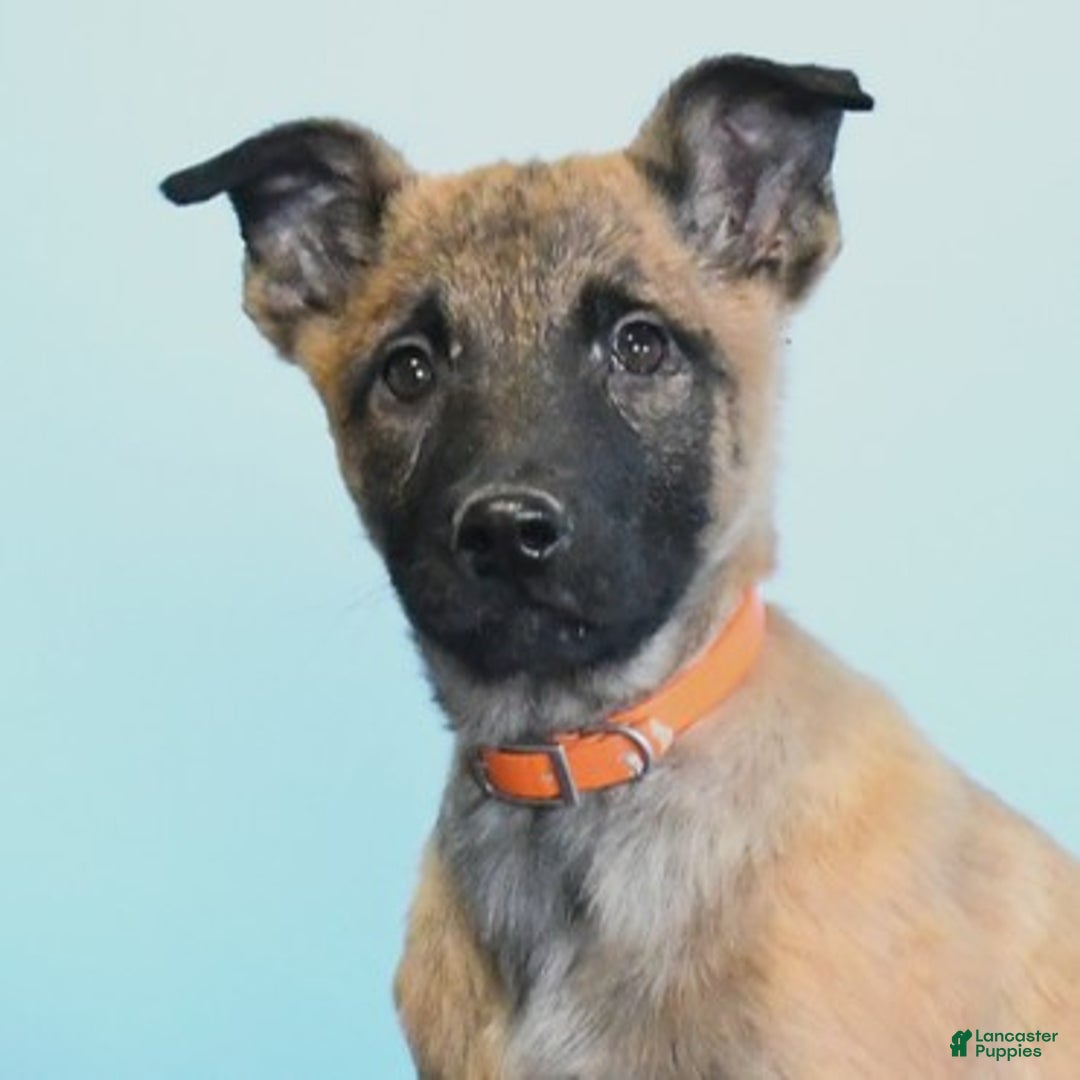 Belgian Malinois dogs for sale: Polly  - Ad 4