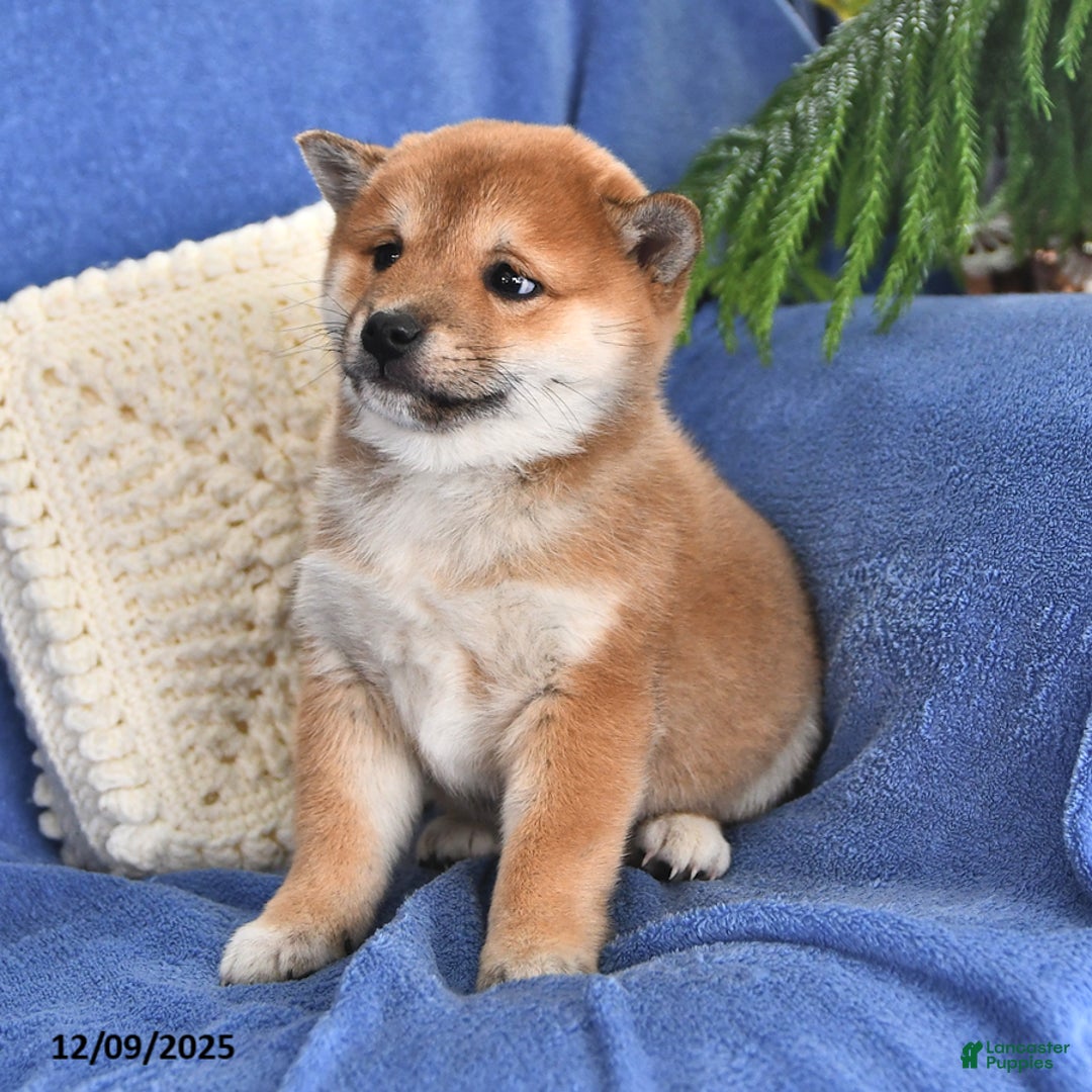 Shiba Inu dogs for sale: Peter - Ad 2