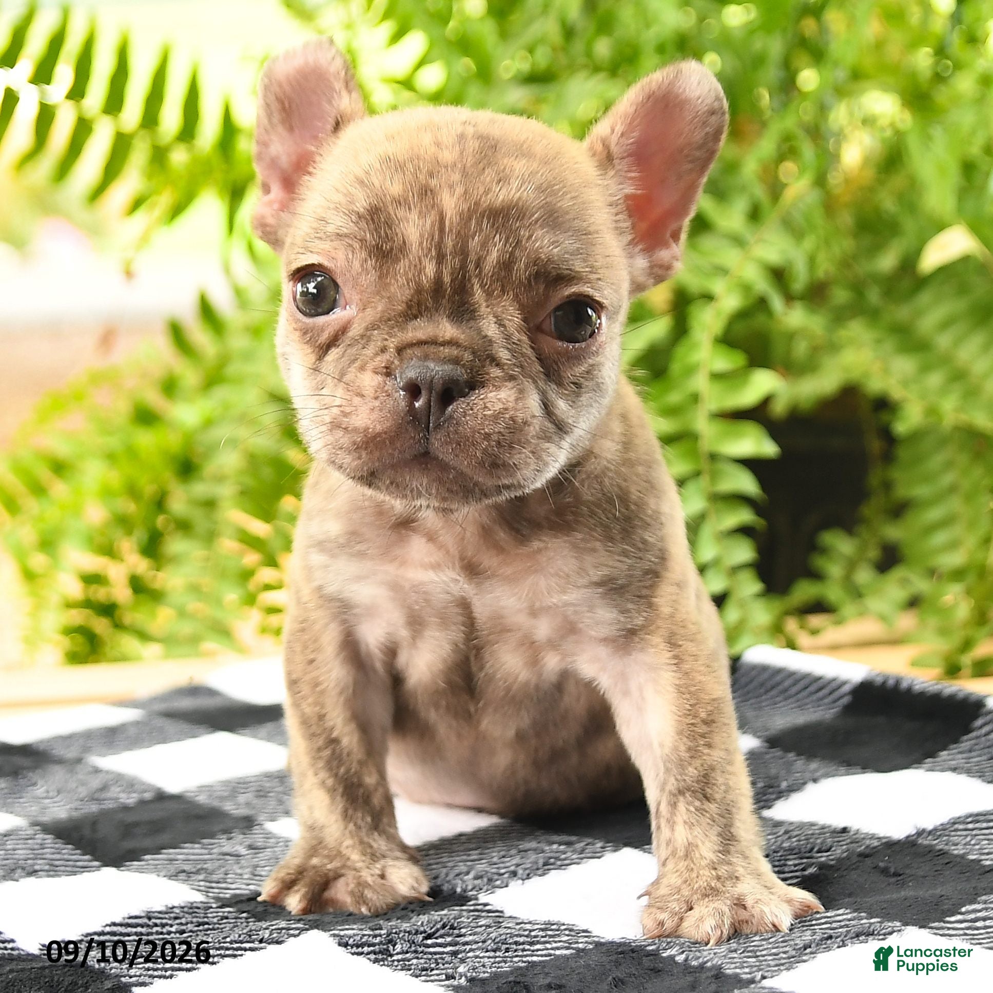 French Bulldog dogs Victor - Ad 2