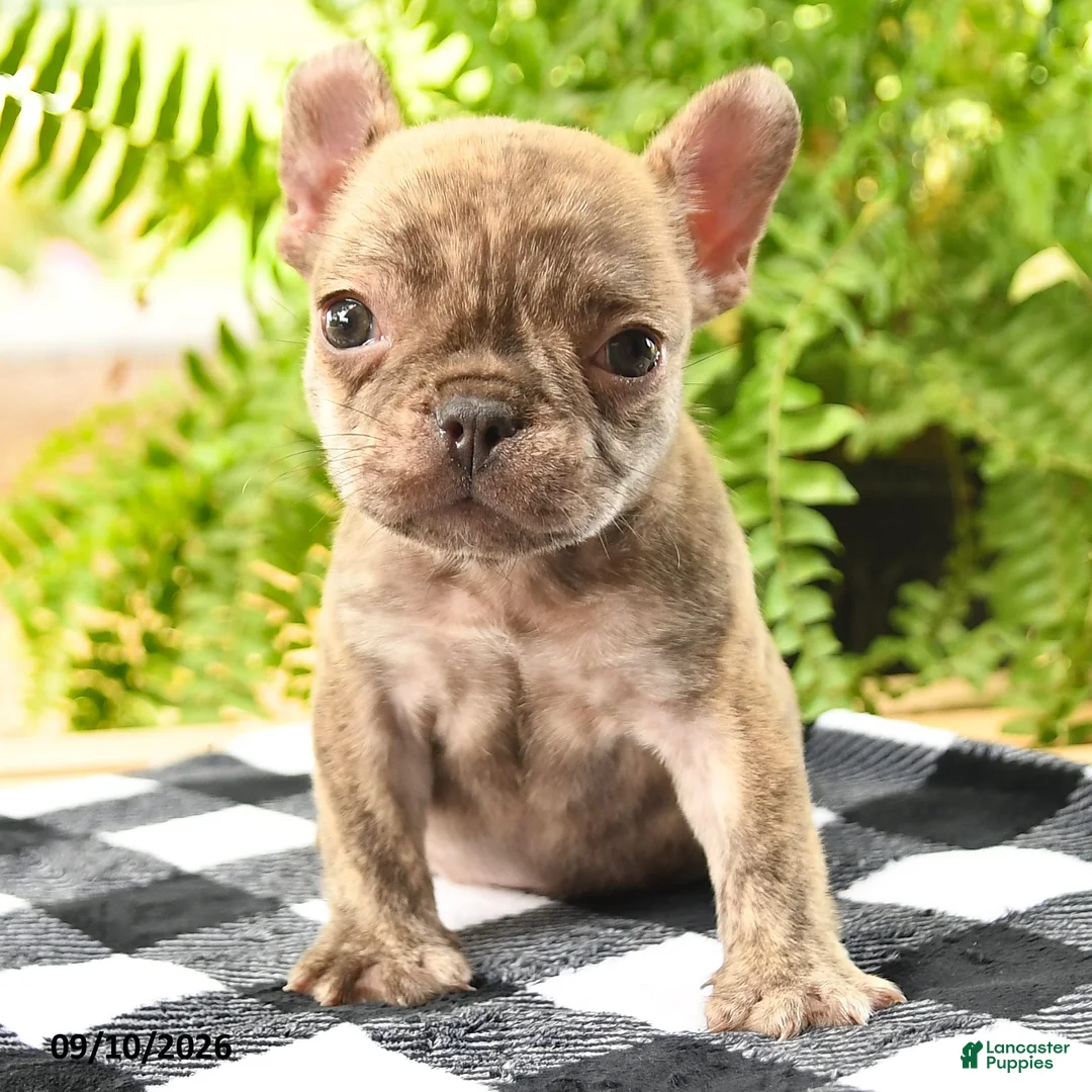 French Bulldog dogs for sale: Victor - Ad 2