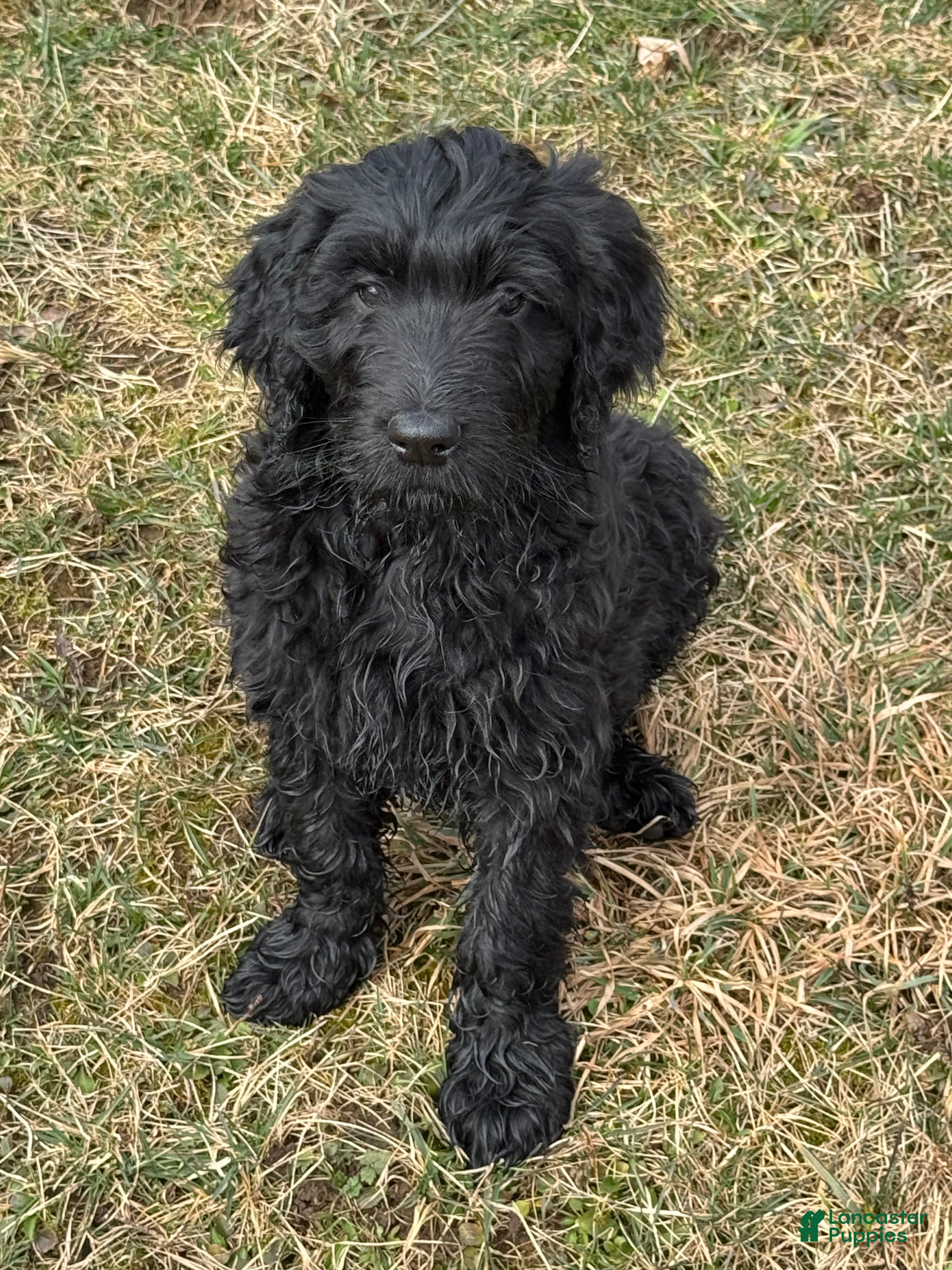 Goldendoodle dogs 🐾 Abby – Gentle, Loving & Full of Heart 🐾 - Ad 4