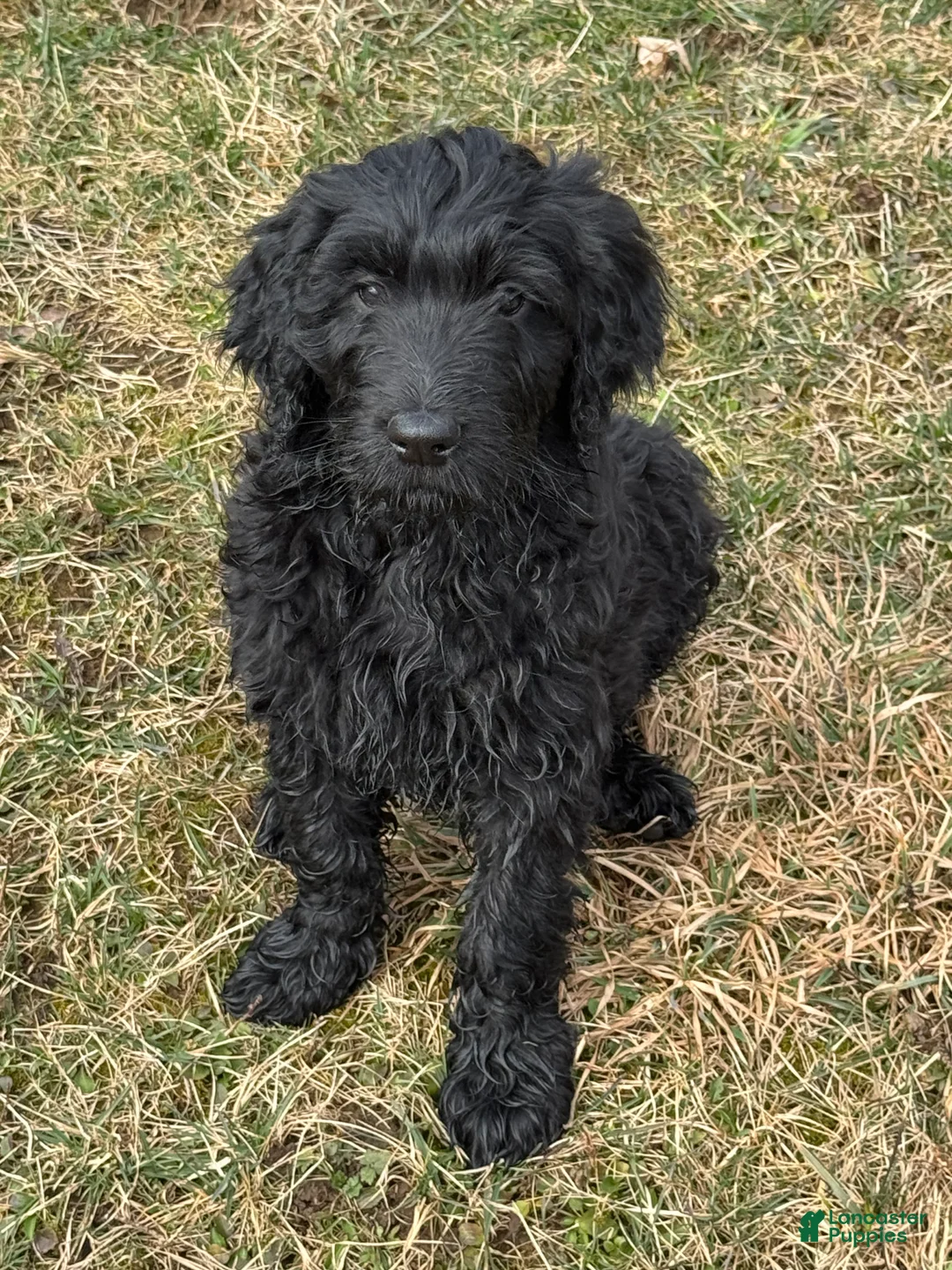 Goldendoodle dogs for sale: 🐾 Abby – Gentle, Loving & Full of Heart 🐾 - Ad 1