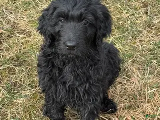 Goldendoodle dogs 🐾 Abby – Gentle, Loving & Full of Heart 🐾 - Ad 4