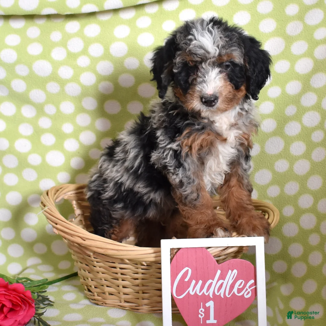 Bernedoodle dogs for sale: Guinness - Ad 5