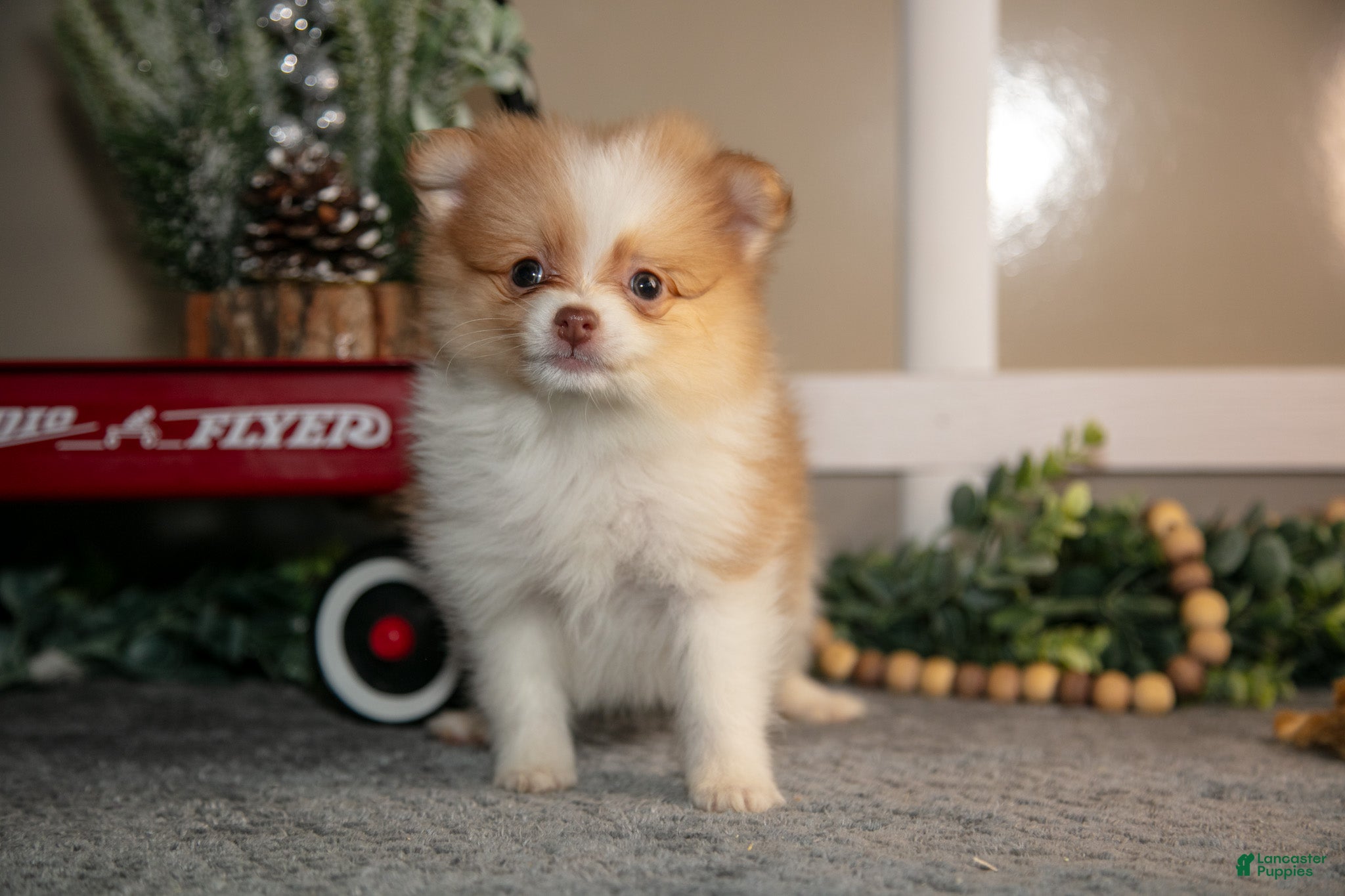 Pomapoo dogs Mischief - Ad 9