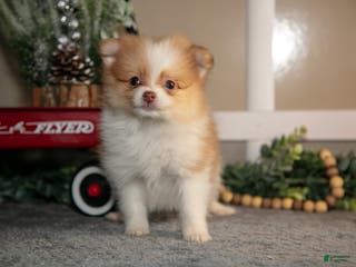 Pomapoo dogs Mischief - Ad 9