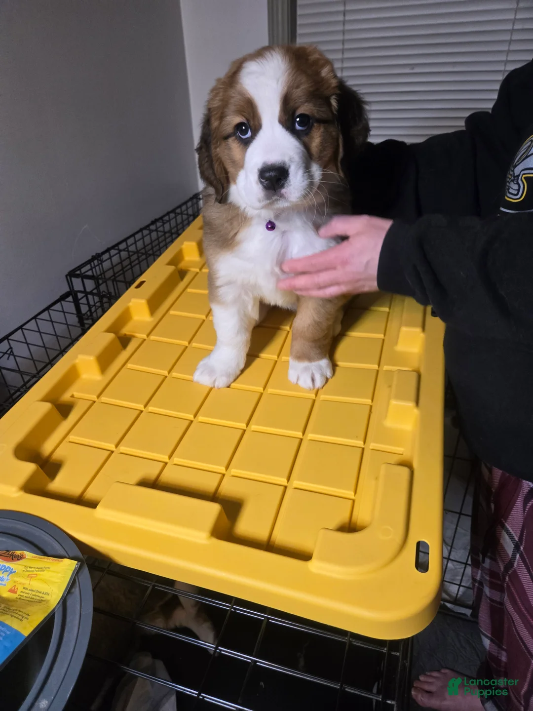 Mixed Breed dogs for sale: Princess - Ad 24