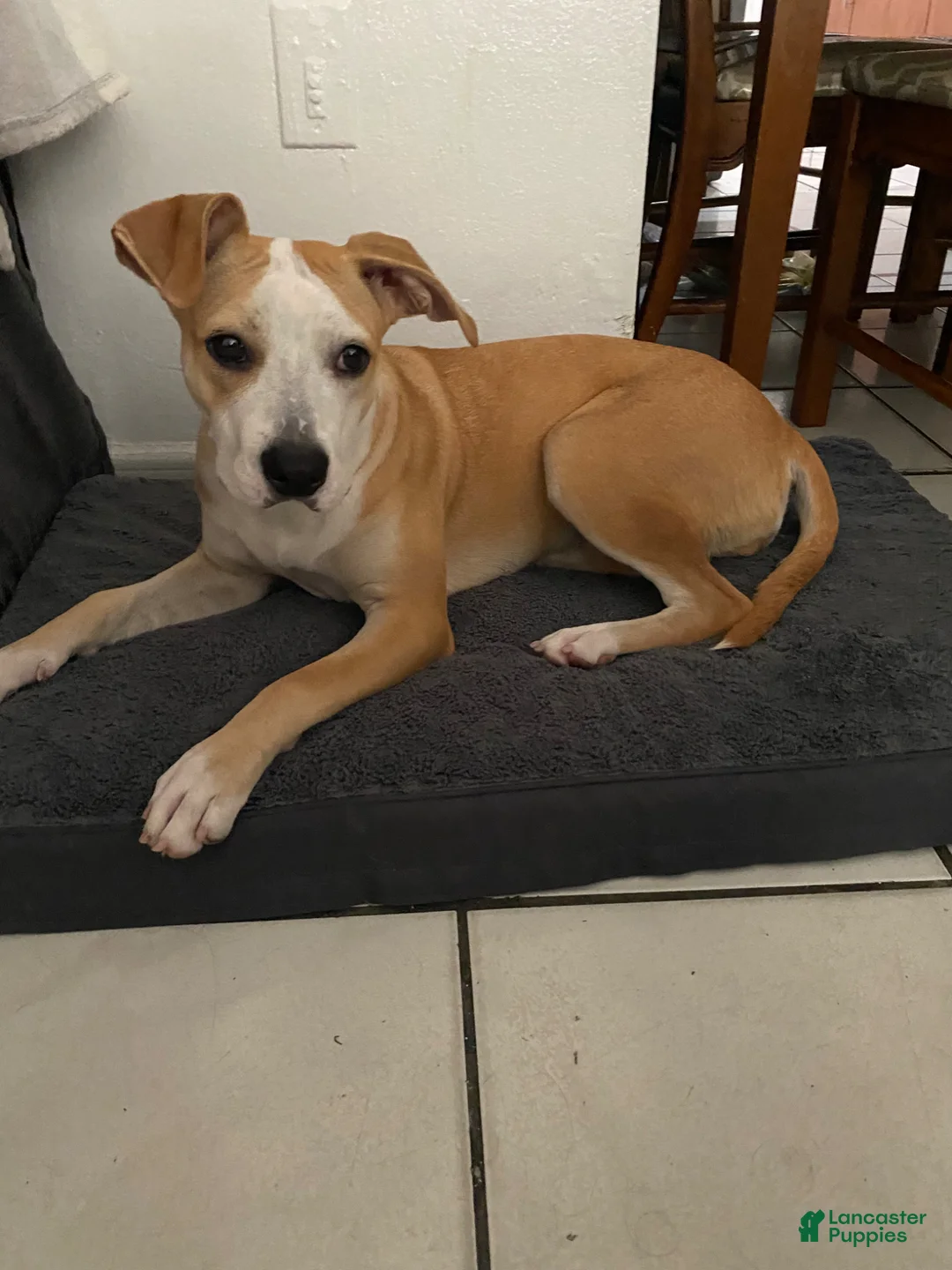 Mixed Breed dogs for sale: Luna - Ad 1