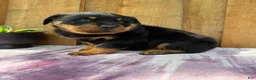 Rottweiler dogs for sale: Titan - Ad 9