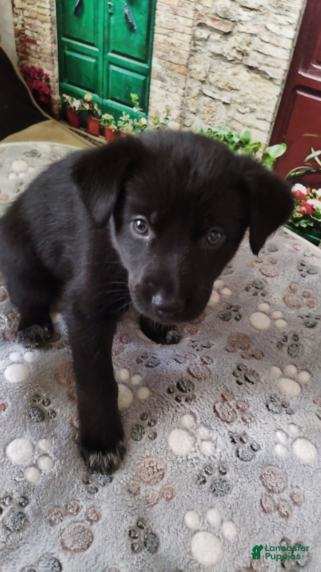 Mixed Breed dogs Mixed Breed 1 - Ad 1
