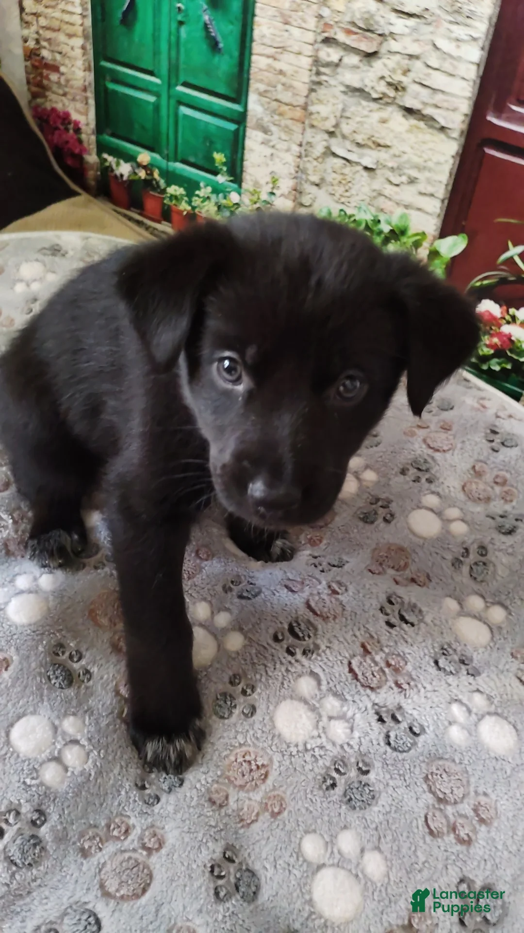 Mixed Breed dogs for sale: Mixed Breed 1 - Ad 1