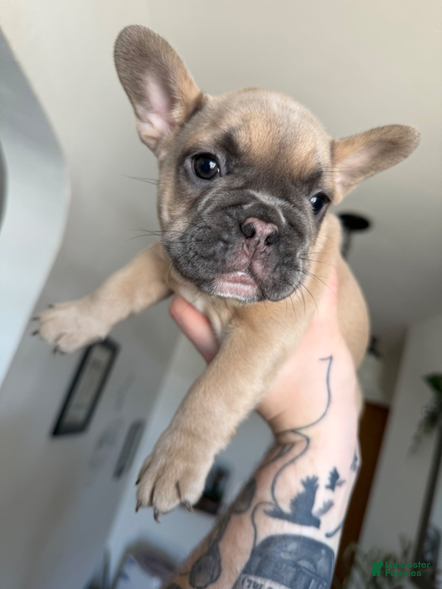 French Bulldog dogs French Bulldog Puppy 2 - Ad 1