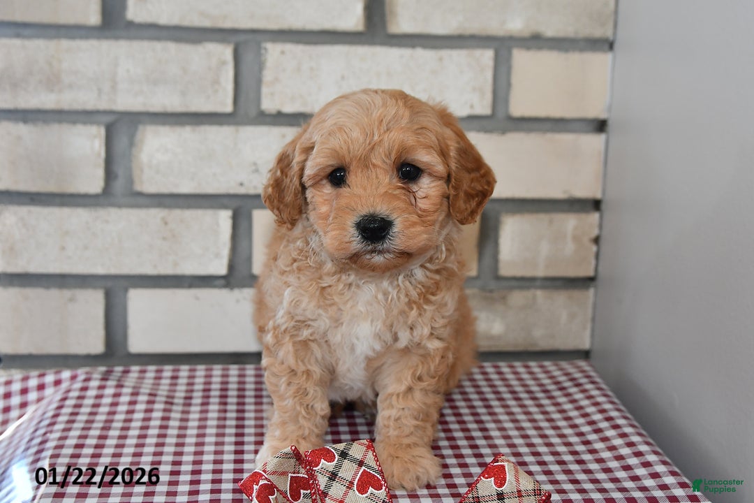 Bichpoo dogs for sale: Chris - Ad 2