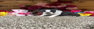 Boston Terrier 4