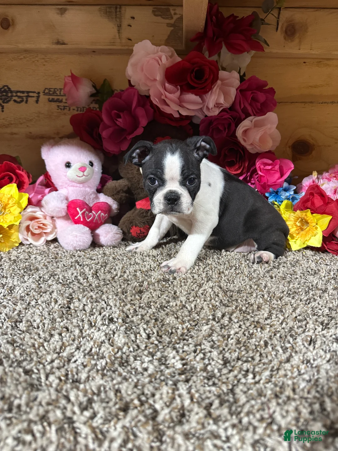 Boston Terrier dogs for sale: Boston Terrier 4 - Ad 1