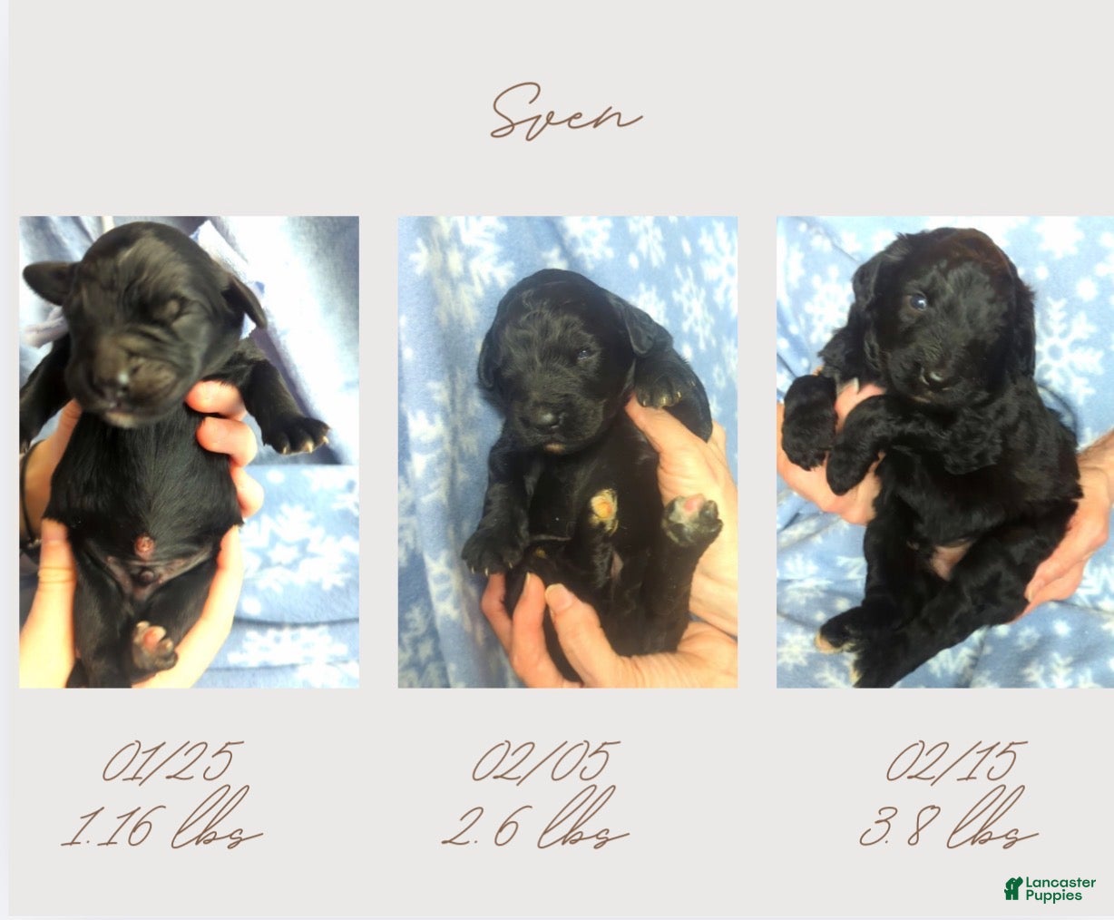 Bernedoodle dogs Bernedoodle Puppy 1 - Ad 2