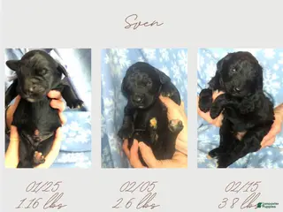 Bernedoodle dogs Bernedoodle Puppy 1 - Ad 2