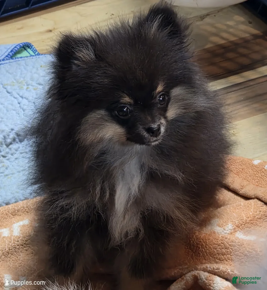 Pomeranian dogs for sale: Akc Macy  - Ad 2