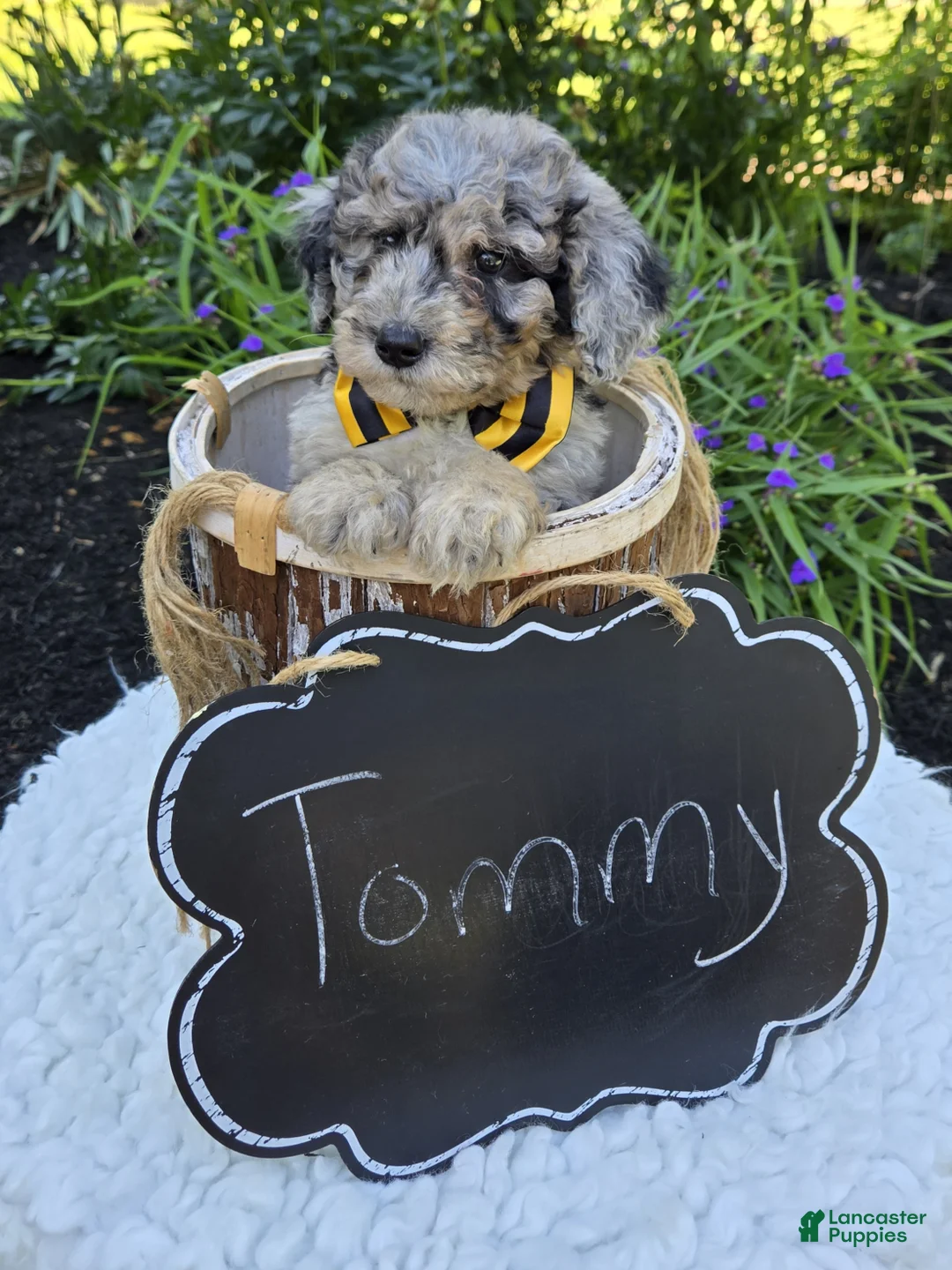 Mini Sheepadoodle dogs for sale: Tommy - Ad 4