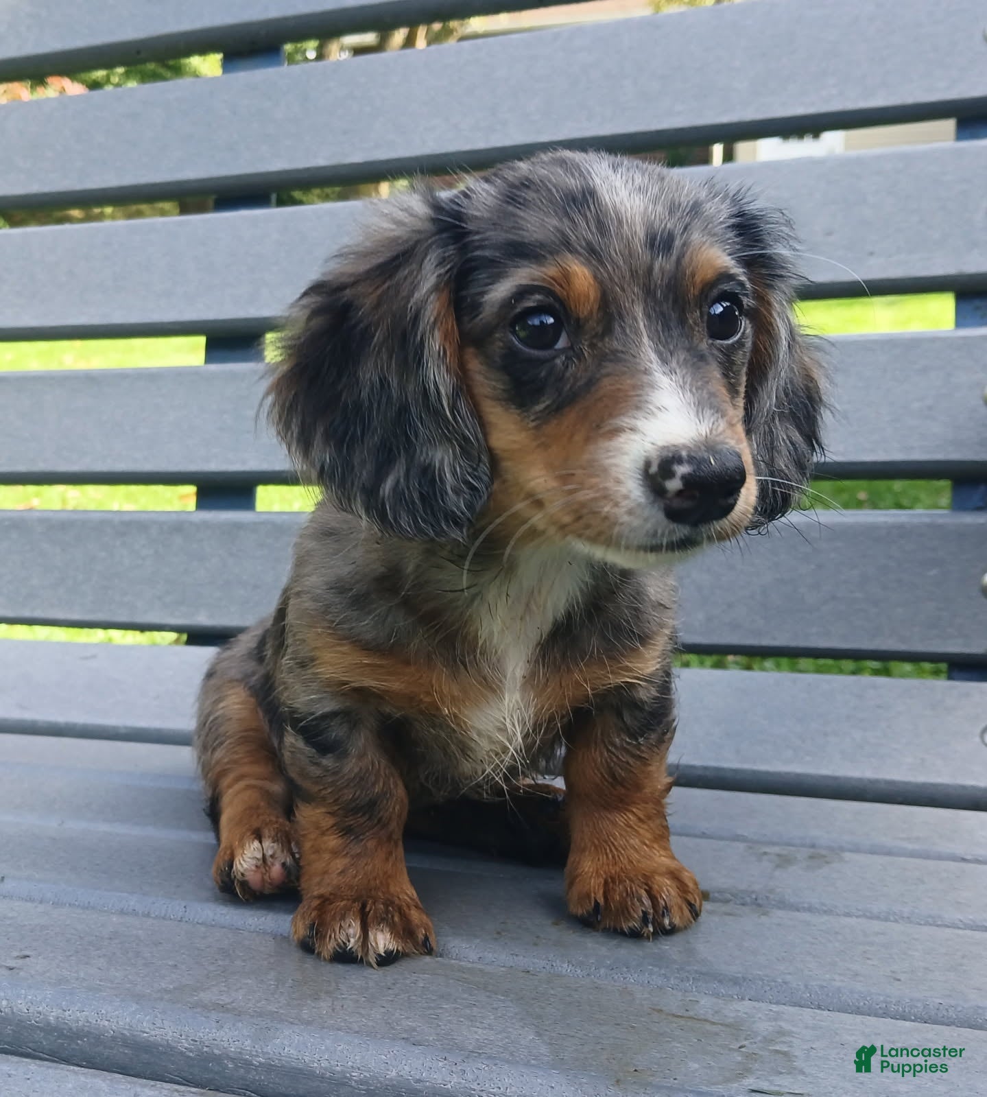 Miniature Dachshund dogs Chloe - Ad 2