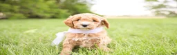 Goldendoodle dogs for sale: Milo - Ad 4