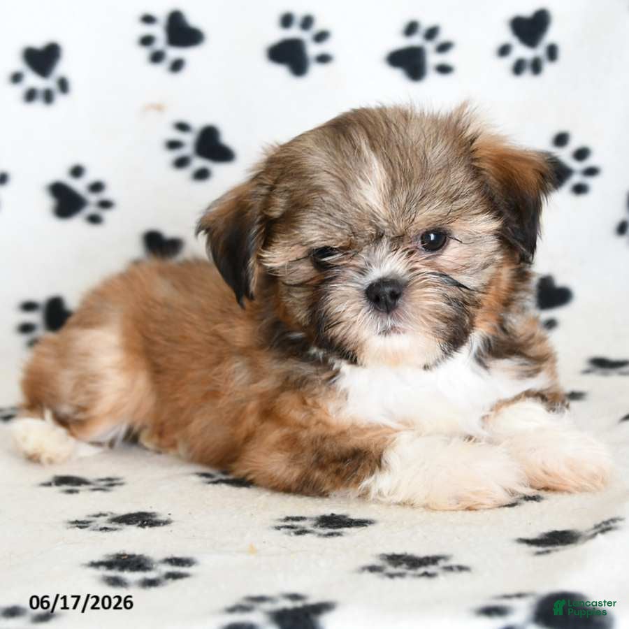 Shih Tzu dogs Riley - Ad 1