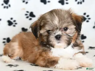Shih Tzu dogs for sale: Riley - Ad 4