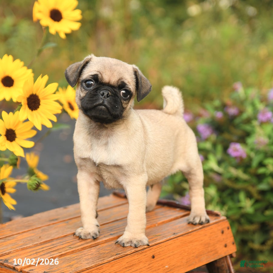 Pug dogs Nick  - Ad 1