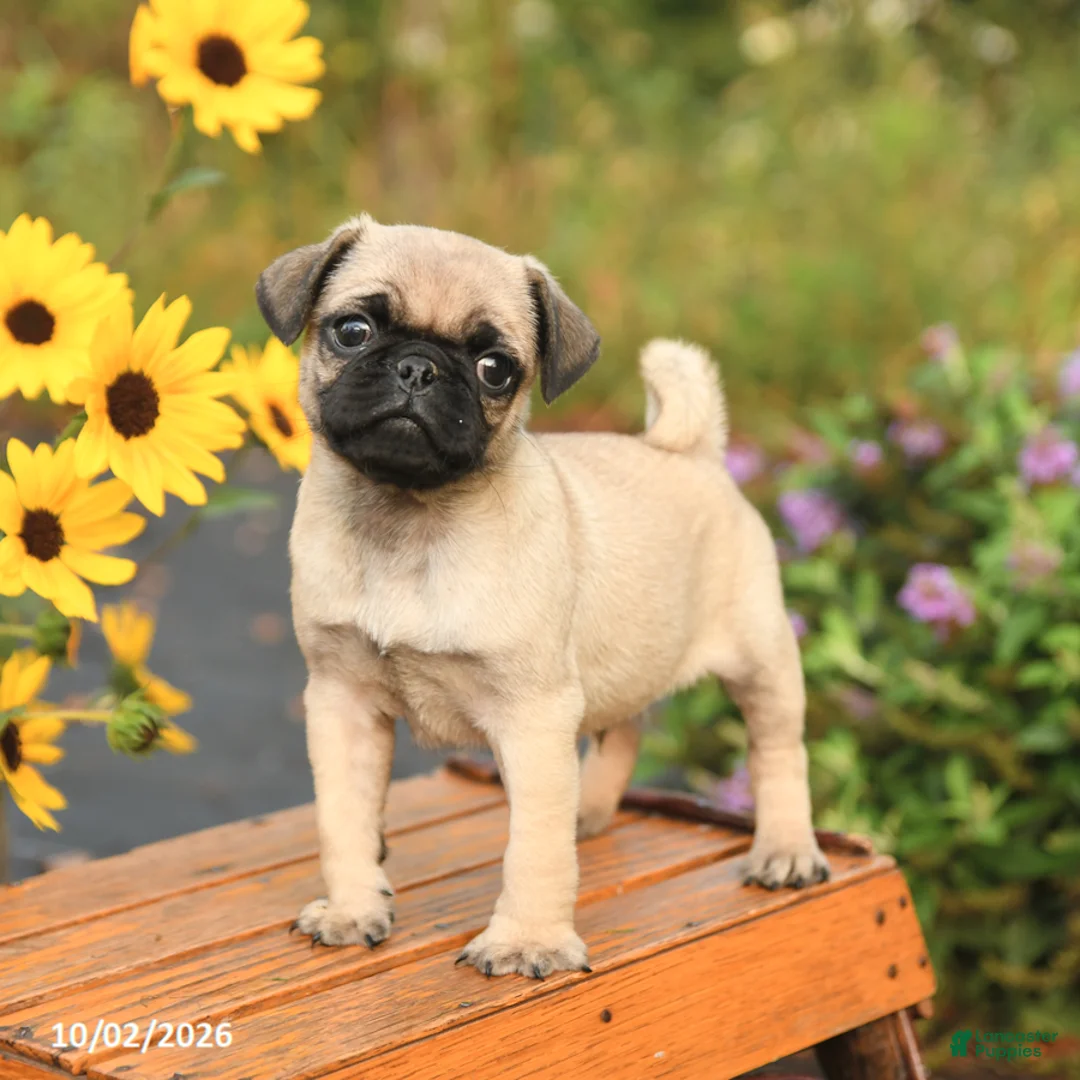 Pug dogs for sale: Nick  - Ad 1