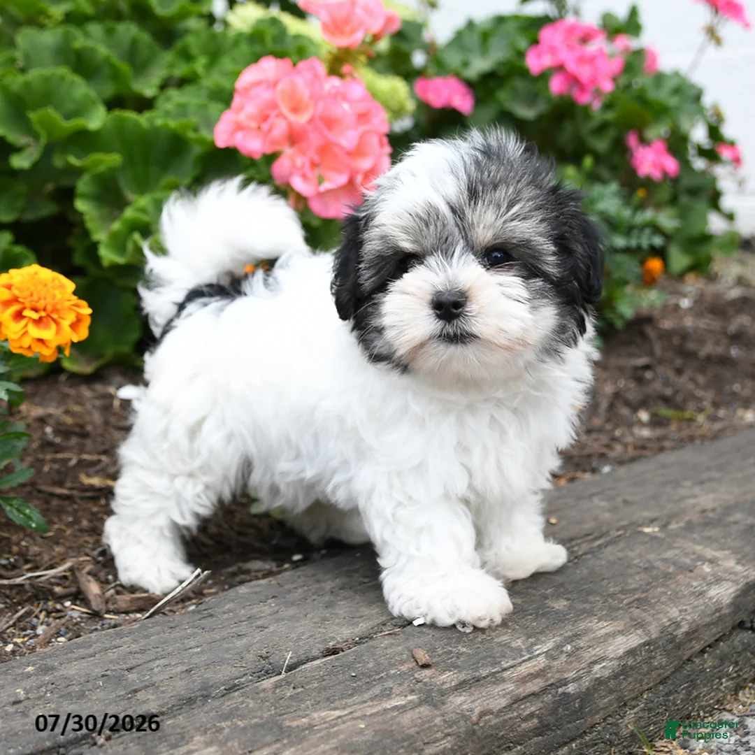 Morkie dogs for sale: Murray - Ad 2