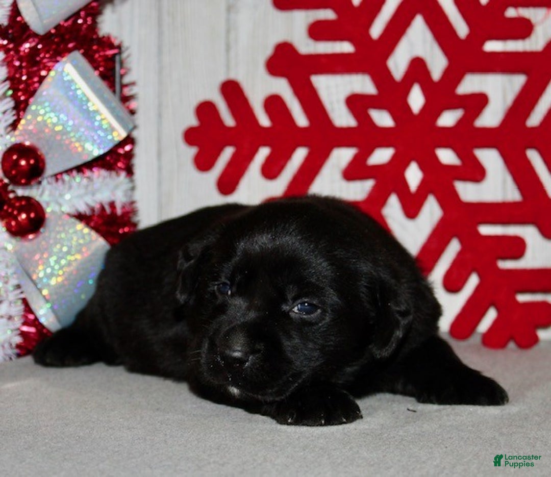 Labrador Retriever dogs for sale: Cookie - Ad 4