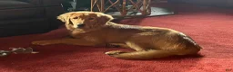 Golden Retriever dogs for sale: Golden Retriever 8 - Sheba - Ad 3