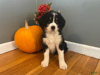 Mixed Breed dogs Cammy - Ad 7