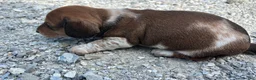 Miniature Dachshund dogs for sale: Miniature Dachshund 2 Tito  - Ad 2