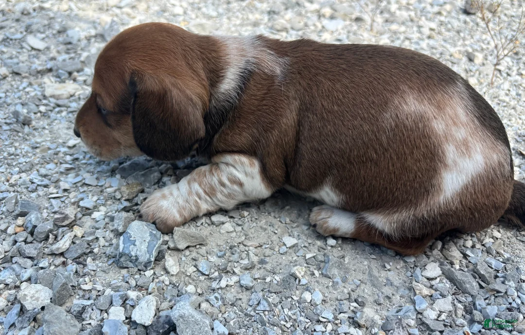 Miniature Dachshund dogs for sale: Miniature Dachshund 2 Tito  - Ad 2